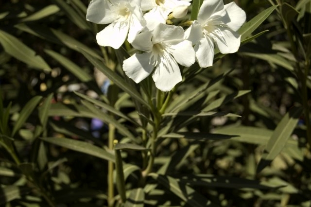 DSC 3379