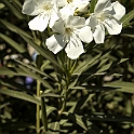 DSC 3379