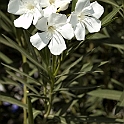 DSC 3380