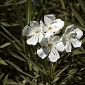 DSC 3382