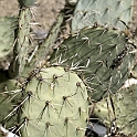 DSC 3620