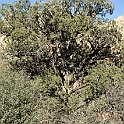 DSC 3678