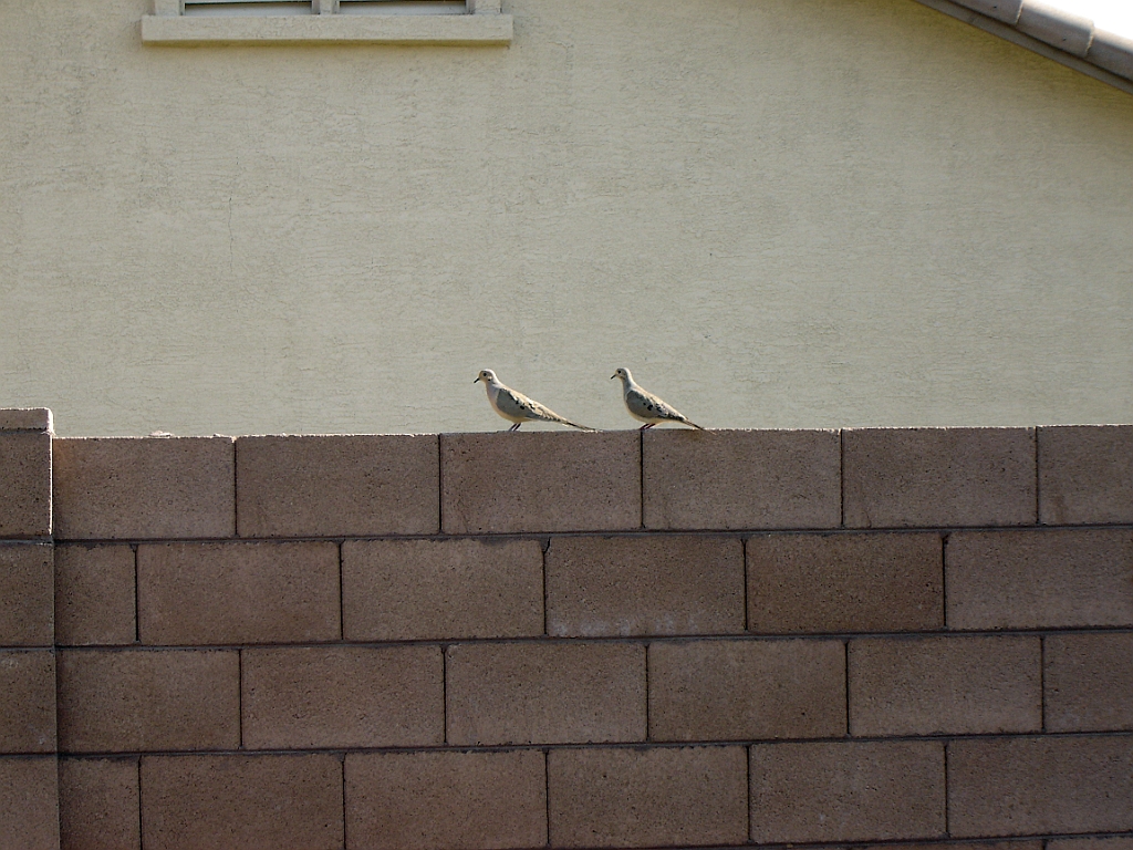 DSC00528