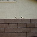 DSC00528
