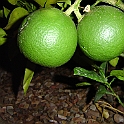 DSC00774